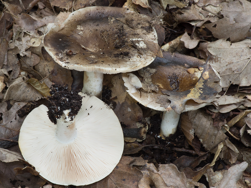 Russula acrifolia